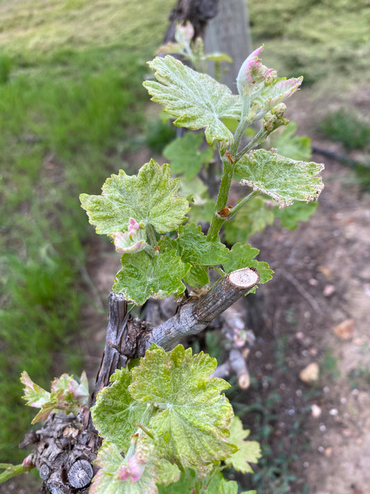 Spring Time at Farrell Wines