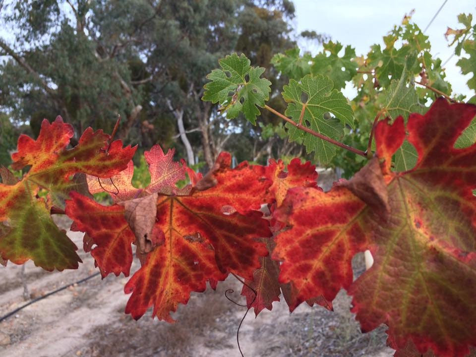 The colours of autumn